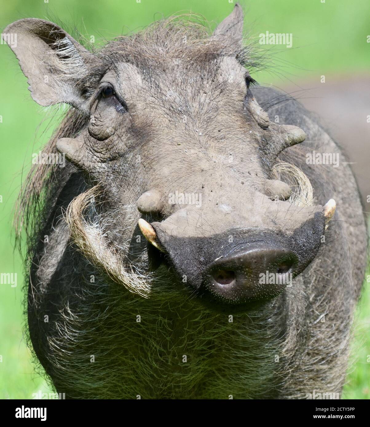 Ein gewöhnlicher Warzenschwein (Phacochoerus africanus) hat sich mit ...