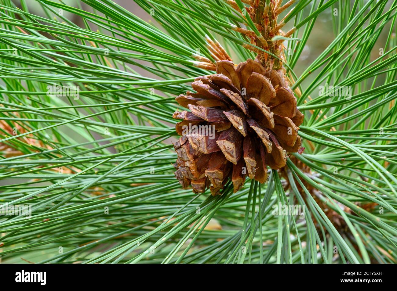 Ponderosa Kiefernkegel; Crane Prairie Reservoir, Deschutes National Forest, Cascade Mountains, Zentral-Oregon. Stockfoto