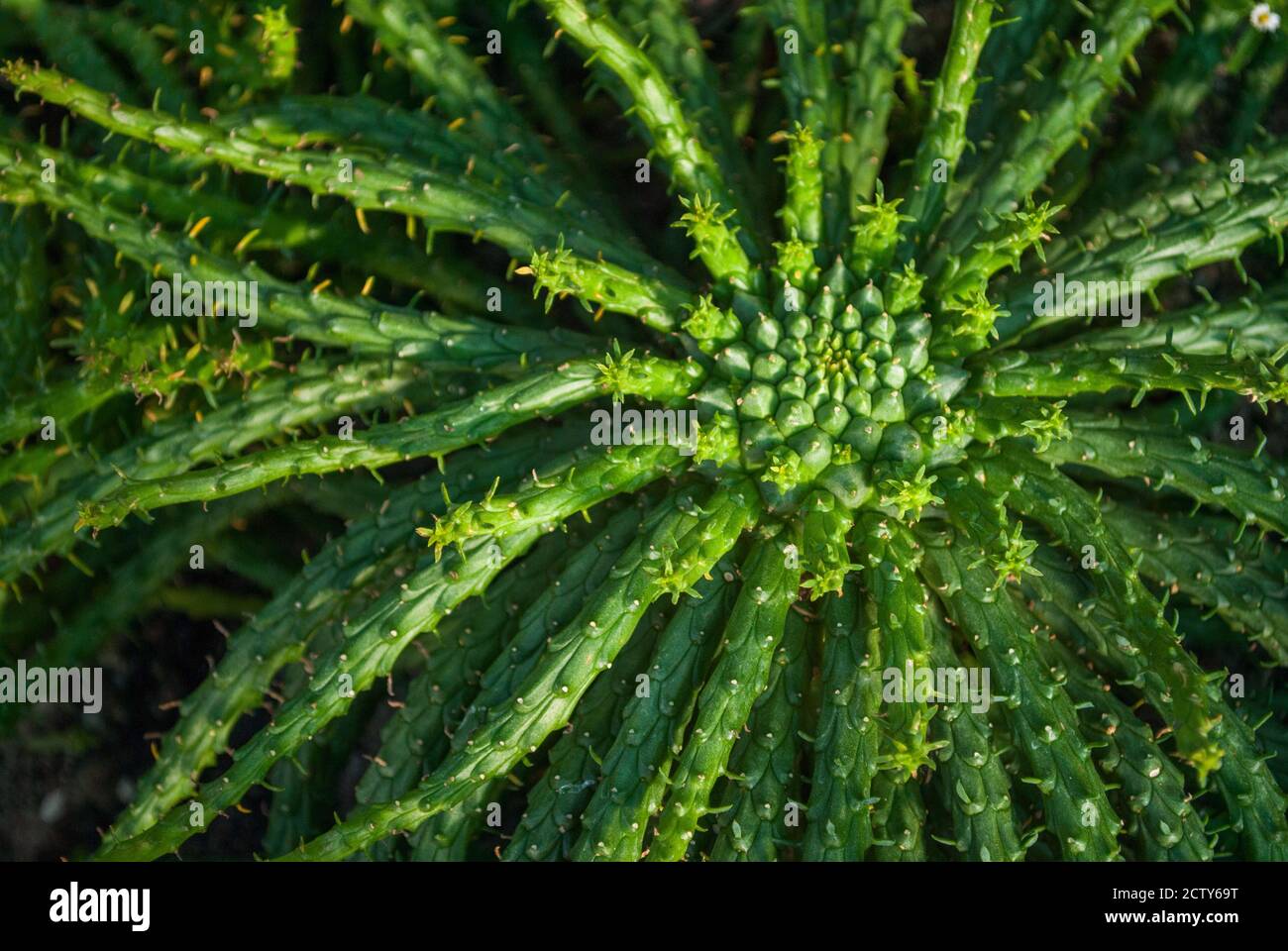 Zentrum der Euphorbia Gorgonis auch bekannt als Medusa Head Pflanze, afrikanische Sukkulente Nahaufnahme Stockfoto