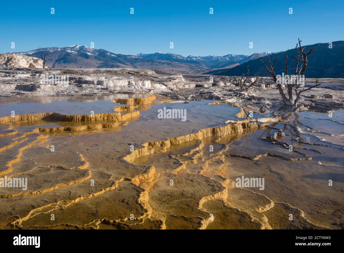 Grassy Spring at Upper Mammoth Terraces, Yellowstone National Park, Wyoming, USA. Stockfoto