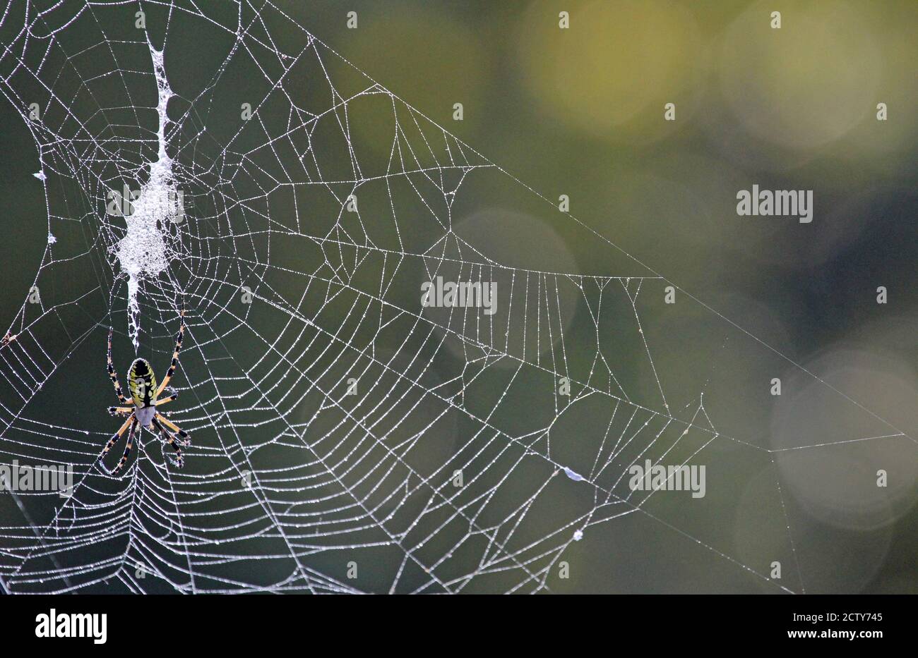 Netz mit Bananenspinne Stockfoto