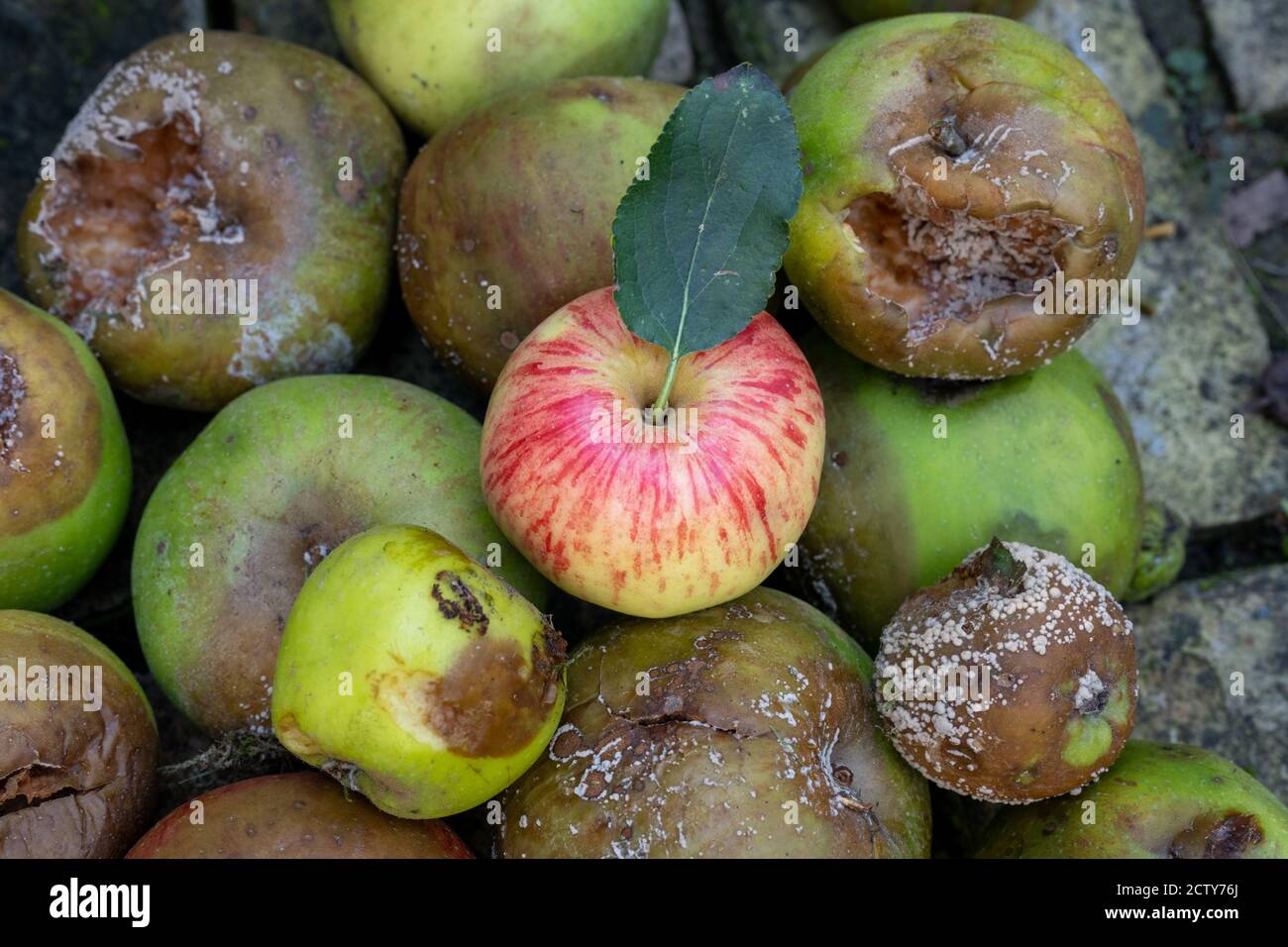 Frisch grün und rot essen Apfel mit Blatt in einem Haufen fauler Äpfel Stockfoto