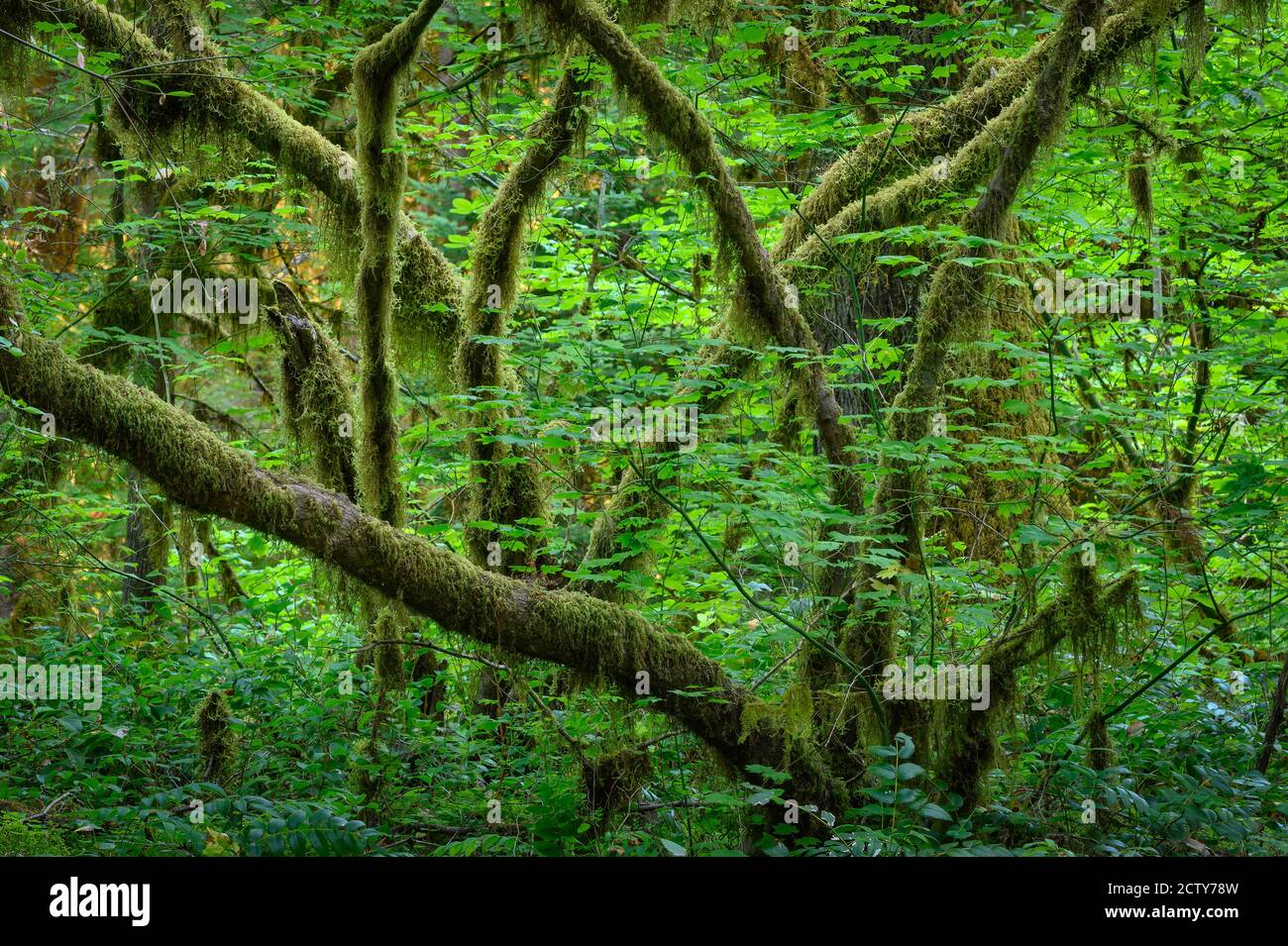 Moos-drapierter Vine Ahornbaum; Salmon Creek Campground, Willamette National Forest, Cascade Moutains, Oregon. Stockfoto