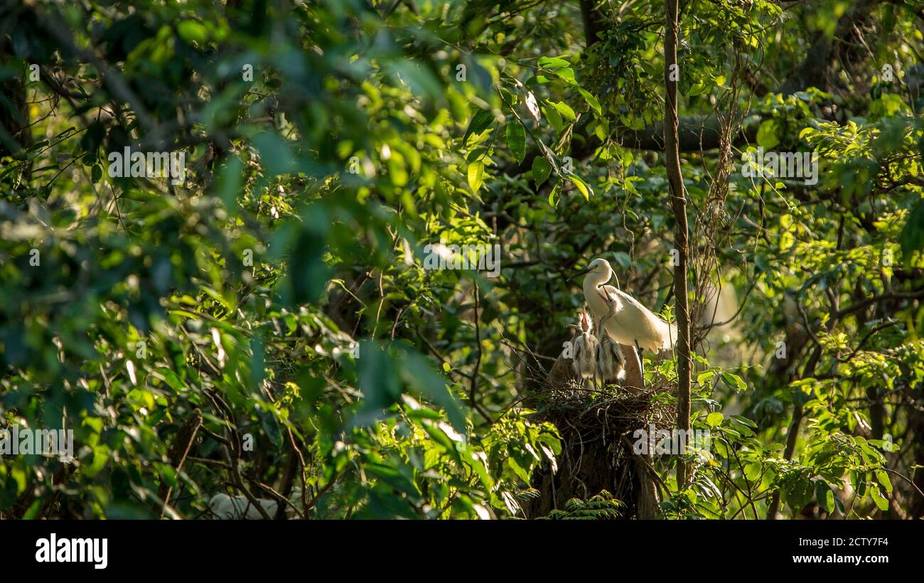 Mutter weiß Egretta garzetta füttern ihre Nestlinge im Nest mit schönen Sonnenuntergang Licht. Ein erwachsener Reiher kümmert sich um Küken und gibt Nahrung zu e Stockfoto