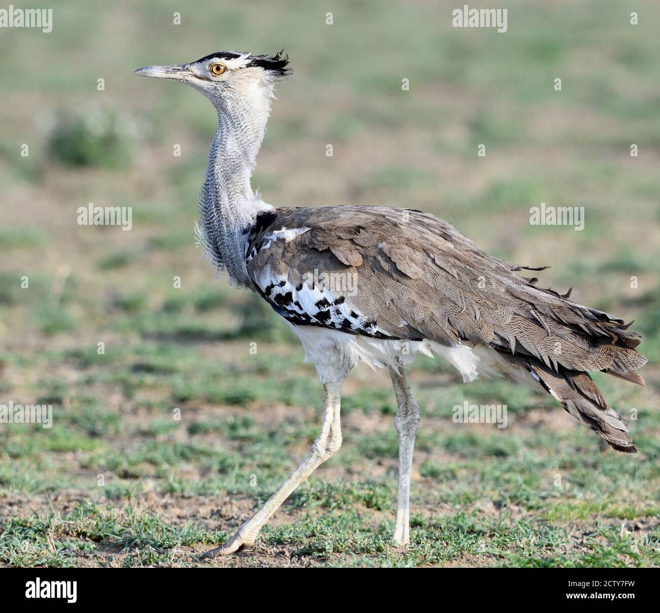 Ein kori bustard (Ardeotis Kori). Sinya Wildlife Management Area, Tansania. Stockfoto