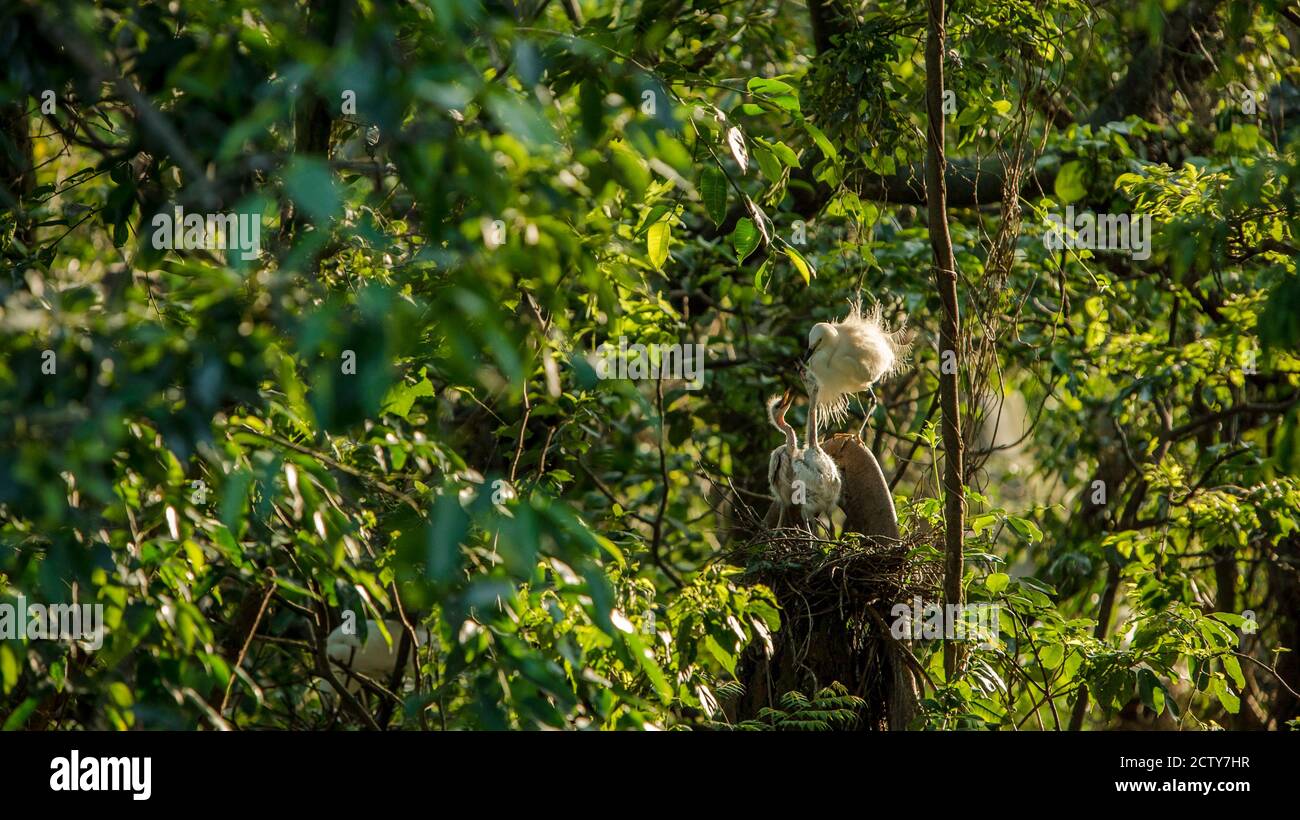 Mutter weiß Egretta garzetta füttern ihre Nestlinge im Nest mit schönen Sonnenuntergang Licht. Erwachsene Reiher kümmern Küken und geben Nahrung zu essen Stockfoto