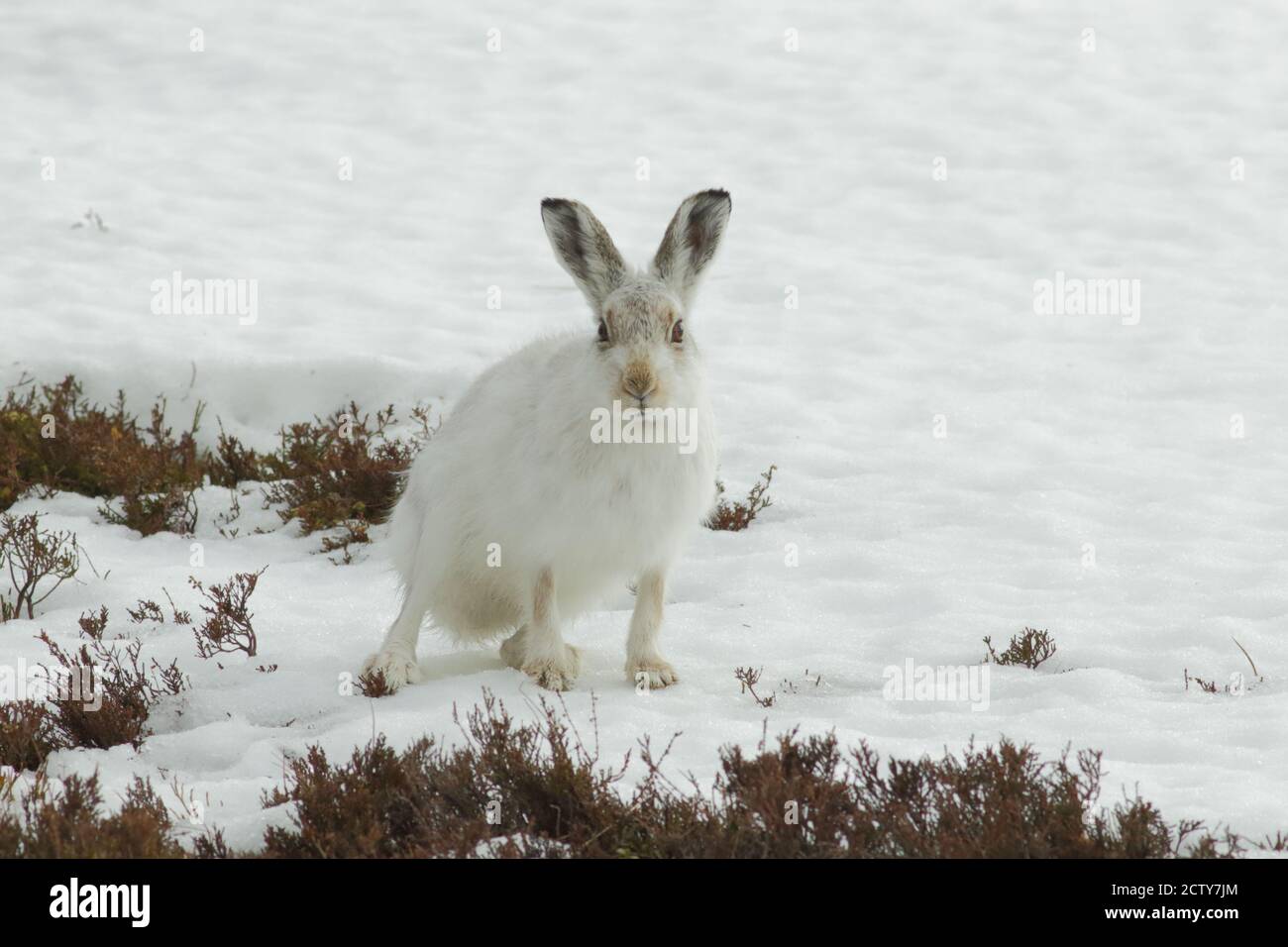 Berghase (lepus timidus) Stockfoto