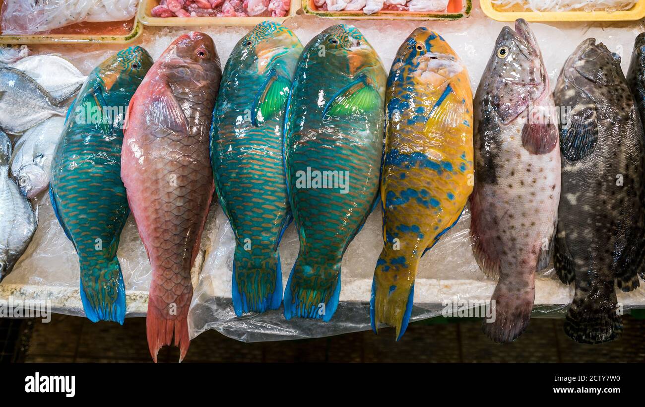 Bunte Papageienfische werden auf einem beliebten Marktplatz verkauft, wo viele traditionelle Lebensmittel gekauft werden können, in Taiwan. Einkaufen gekühlter Parrotfisch auf dem Display Stockfoto