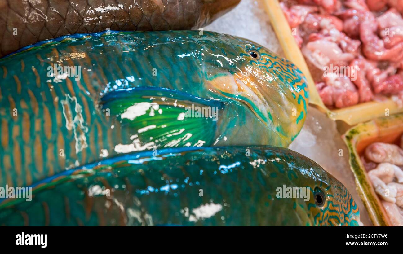 Bunte Papageienfische werden auf einem beliebten Marktplatz verkauft, wo viele traditionelle Lebensmittel gekauft werden können, in Taiwan. Einkaufen gekühlter Parrotfisch auf dem Display Stockfoto