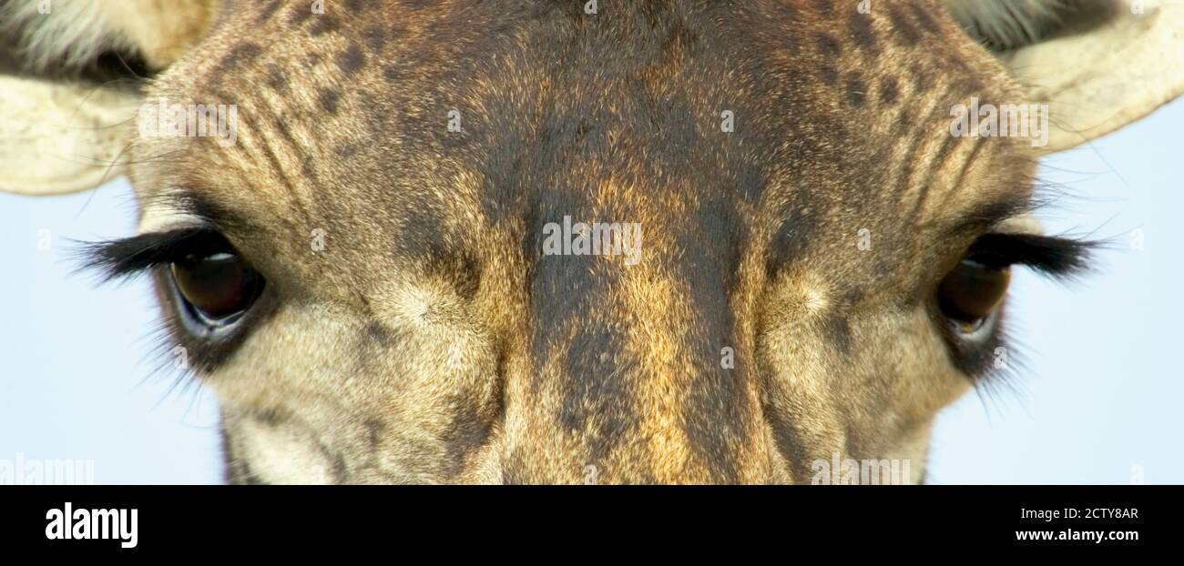 Nahaufnahme eines Maasai Giraffen Augen Stockfoto