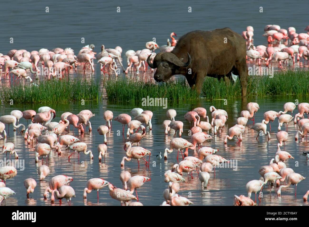 Kapbüffel und kleinere Flamingos Stockfoto