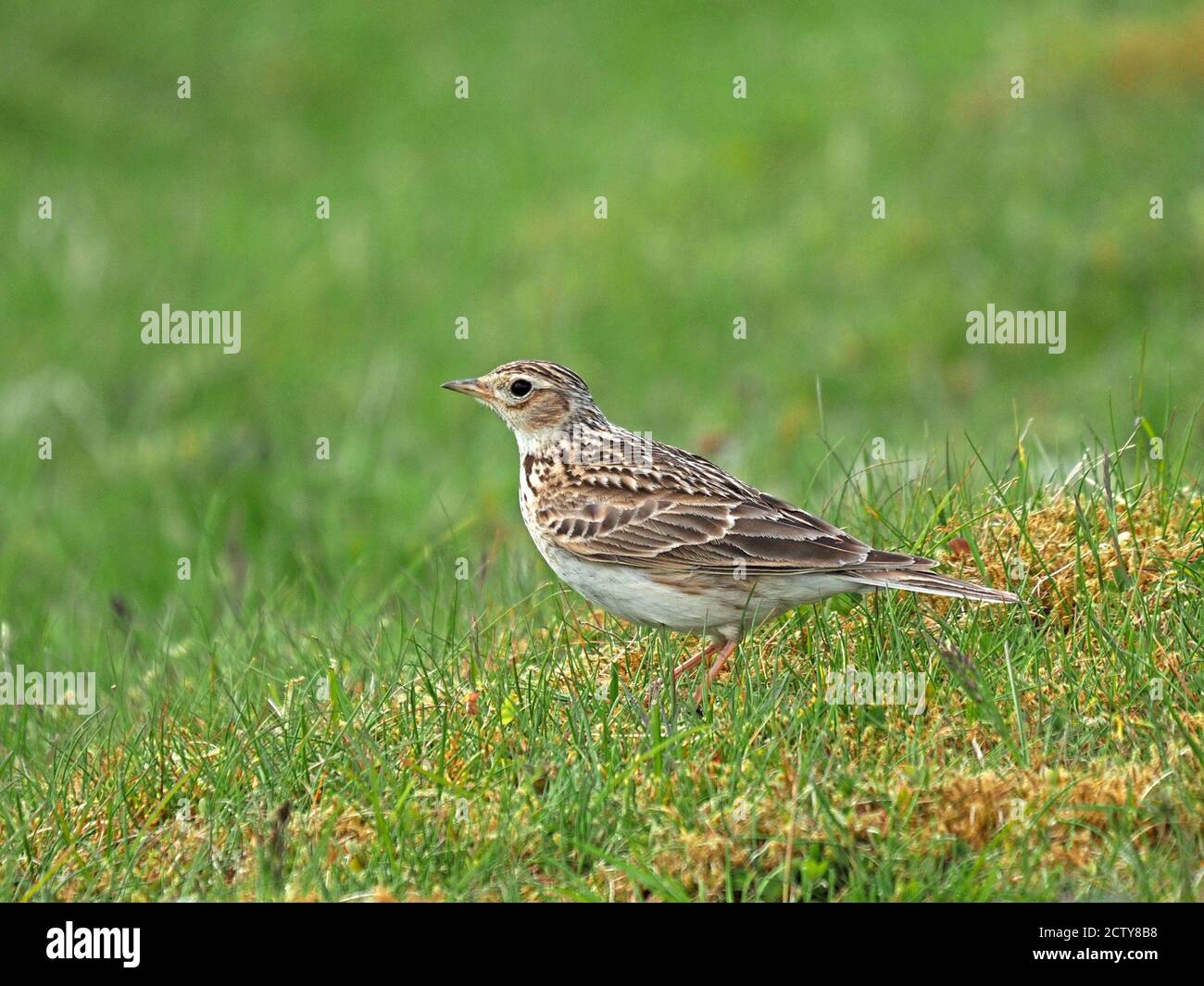 Profilportrait einer eurasischen Skylark (Alauda arvensis), die auf dem kurzen grünen Gras einer Hochlandwiese in Cumbria, England, UK, nach Insekten aufsuche Stockfoto