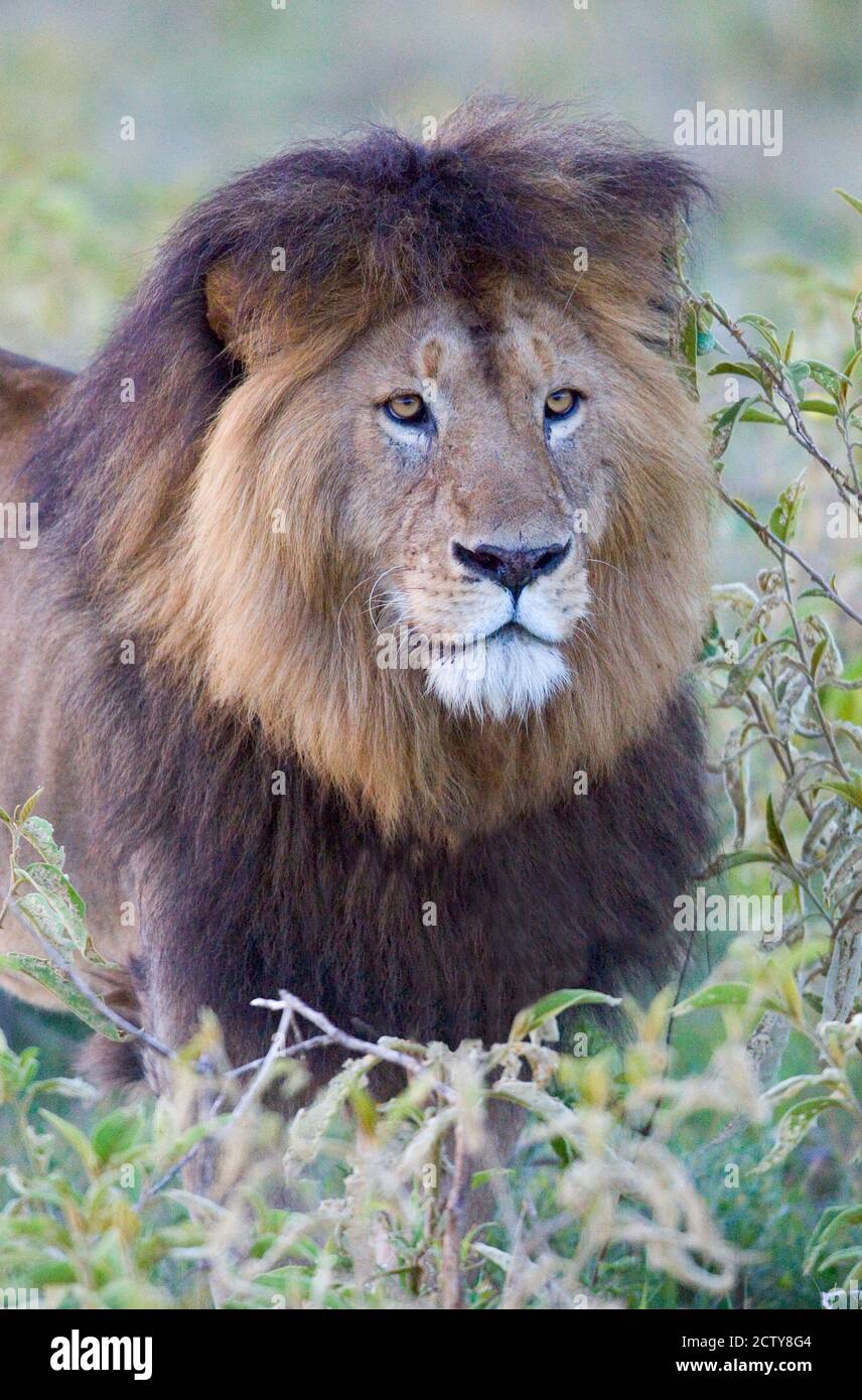 Nahaufnahme eines schwarzen Mähne Löwen, Ngorongoro Krater, Ngorongoro Conservation Area, Tansania Stockfoto