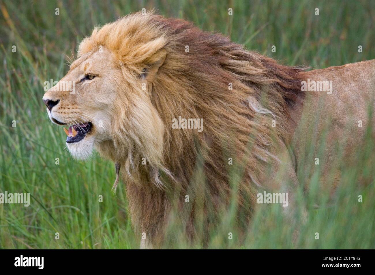 Seitenprofil eines Löwen in einem Wald, Ngorongoro Conservation Area, Tansania (panthera leo) Stockfoto