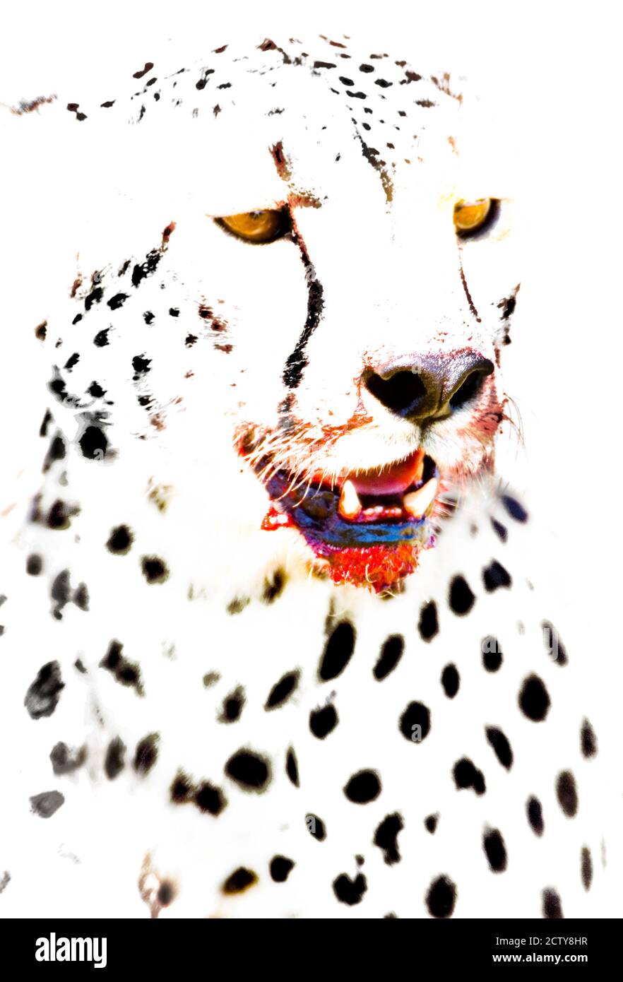 Nahaufnahme eines Geparden, Ngorongoro Conservation Area, Arusha Region, Tansania (Acinonyx jubatus) Stockfoto