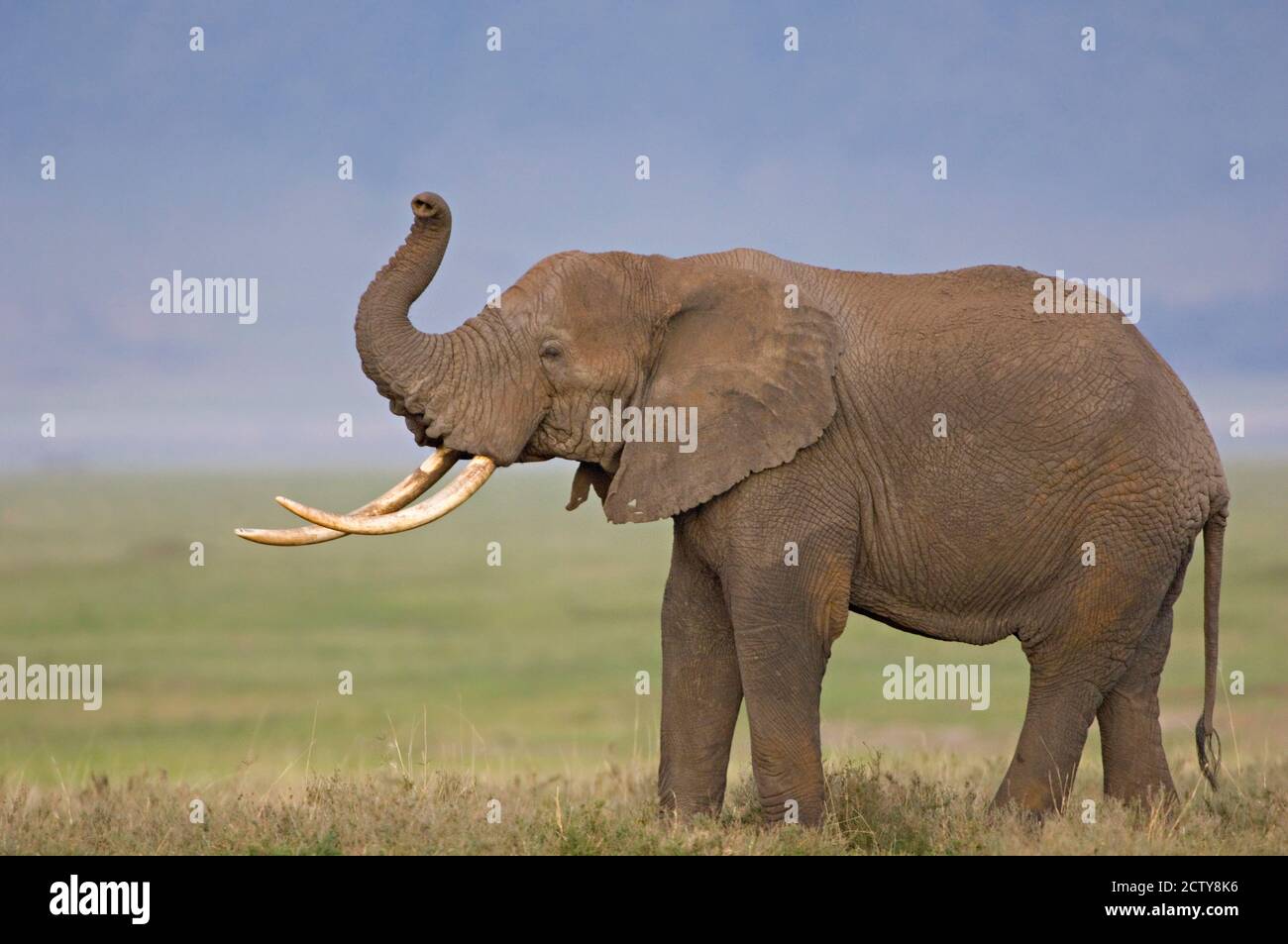 Seitenprofil eines afrikanischen Elefanten, der auf einem Feld steht, Ngorongoro Krater, Arusha Region, Tansania (Loxodonta africana) Stockfoto