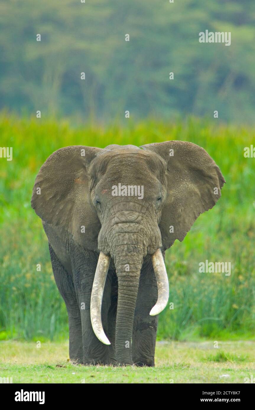 Nahaufnahme eines afrikanischen Elefanten auf einem Feld, Ngorongoro Krater, Arusha Region, Tansania (Loxodonta Africana) Stockfoto