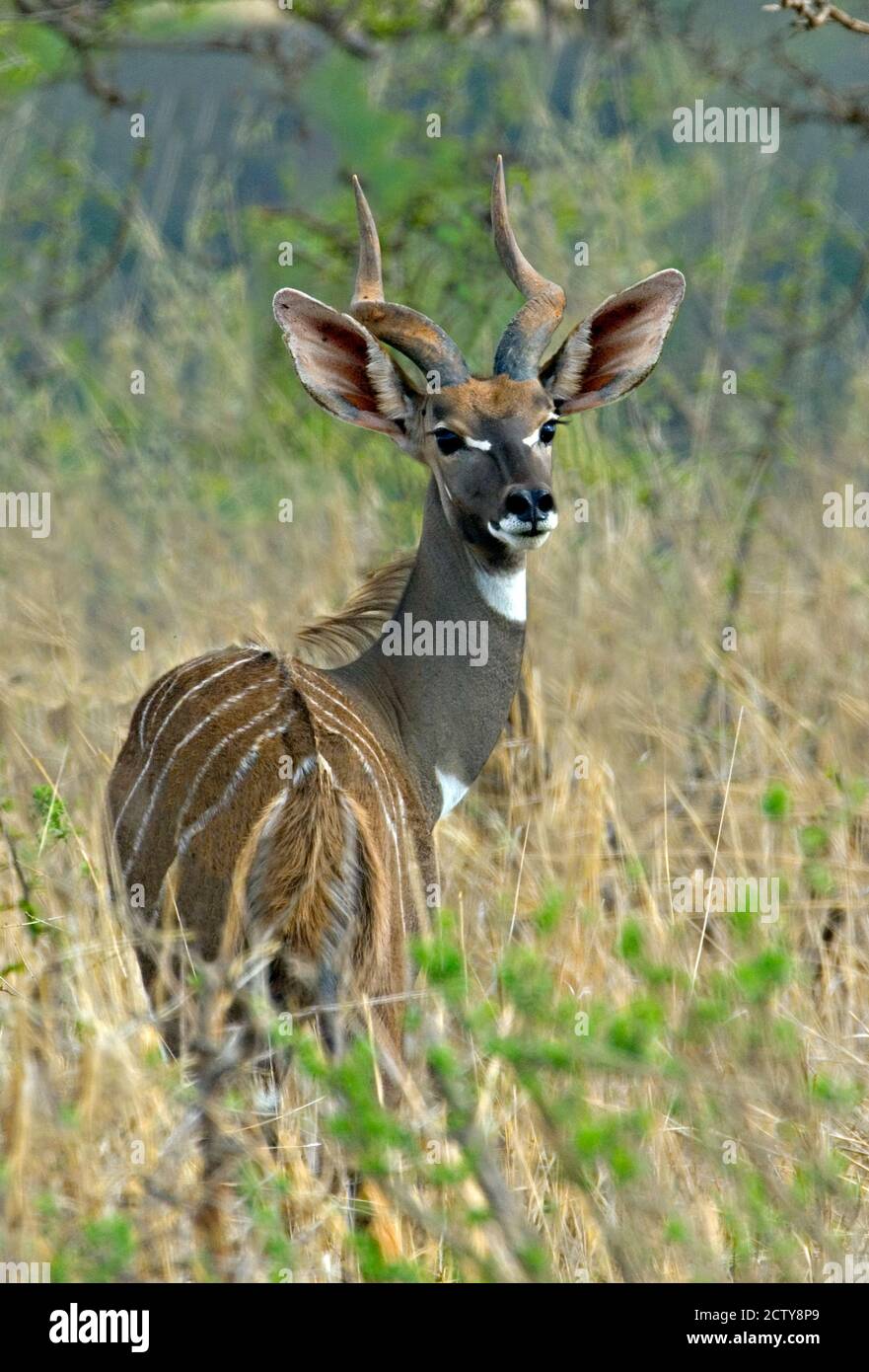 Kleiner Kudu im Wald, Tarangire Nationalpark, Arusha Region, Tansania (Tragelaphus imberbis) Stockfoto