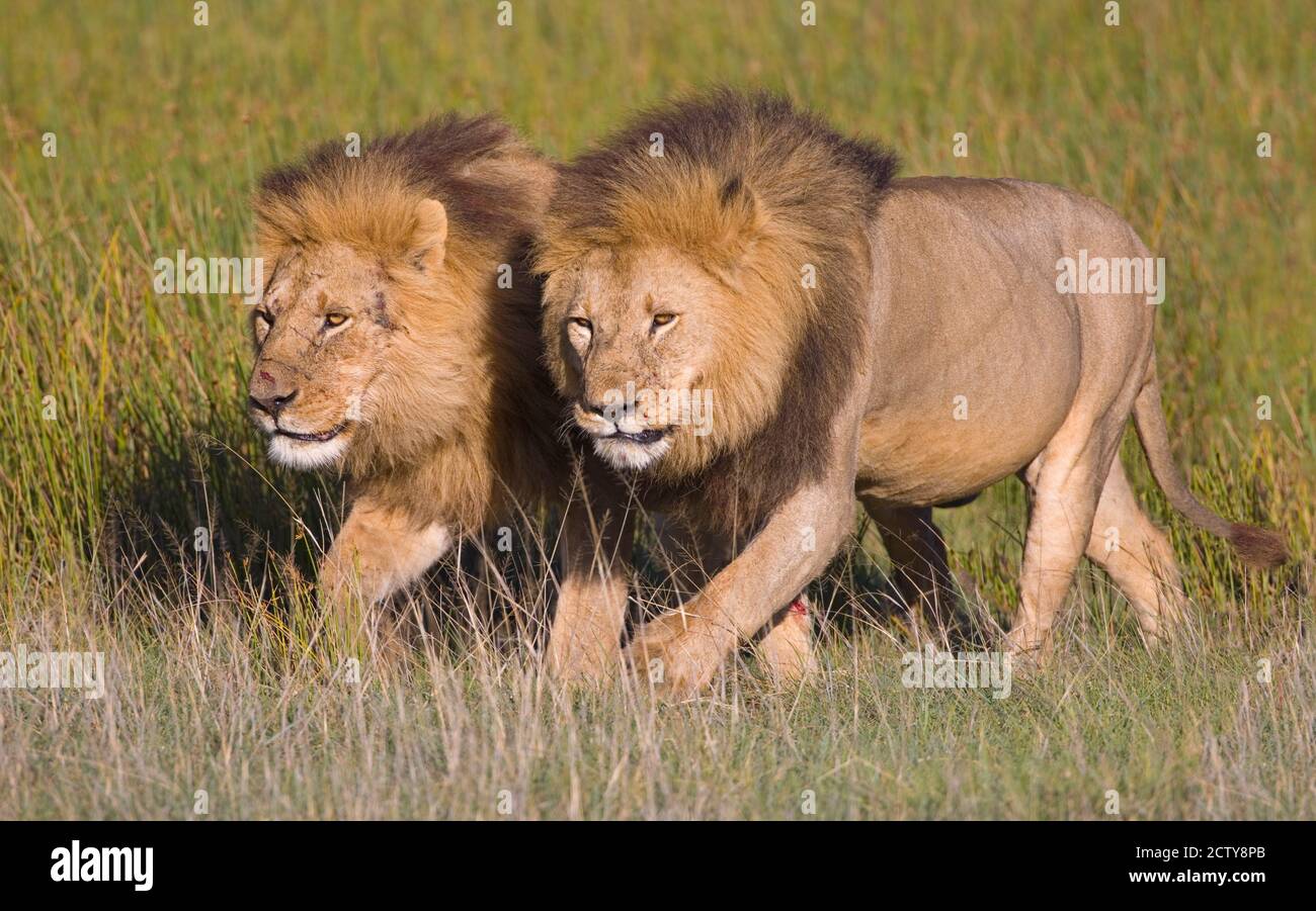 Zwei Löwenbrüder, die in einem Wald spazieren, Ngorongoro Conservation Area, Arusha Region, Tansania (Panthera leo) Stockfoto