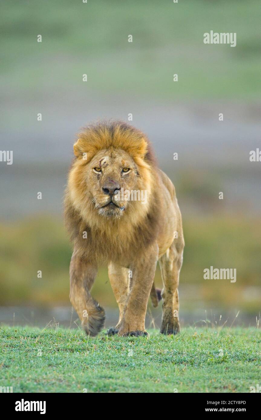 Porträt eines Löwen auf einem Feld, Ngorongoro Conservation Area, Arusha Region, Tansania (Panthera leo) Stockfoto