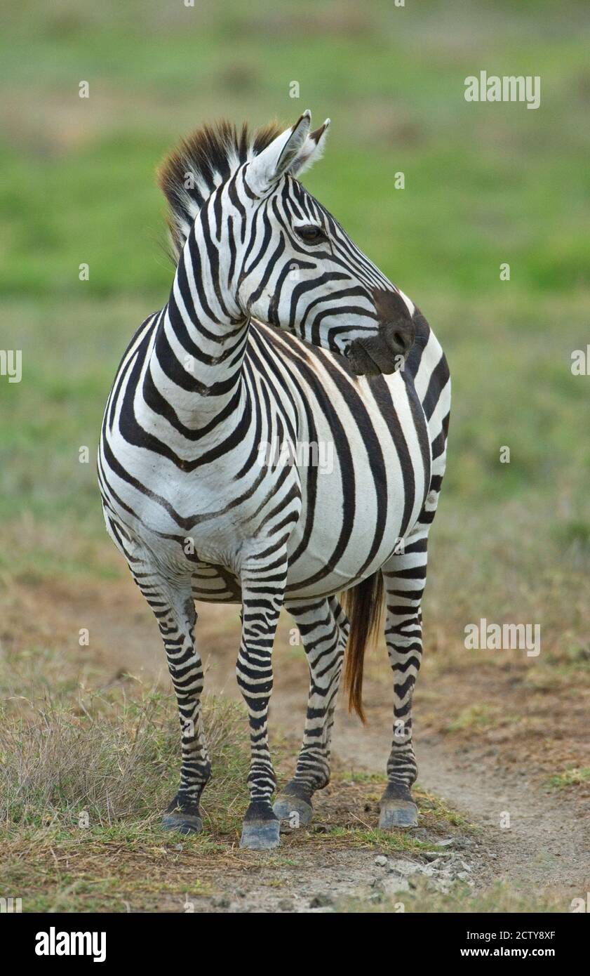 Zebra steht auf einem Feld, Ngorongoro Conservation Area, Arusha Region, Tansania (Equus burchelli chapmani) Stockfoto