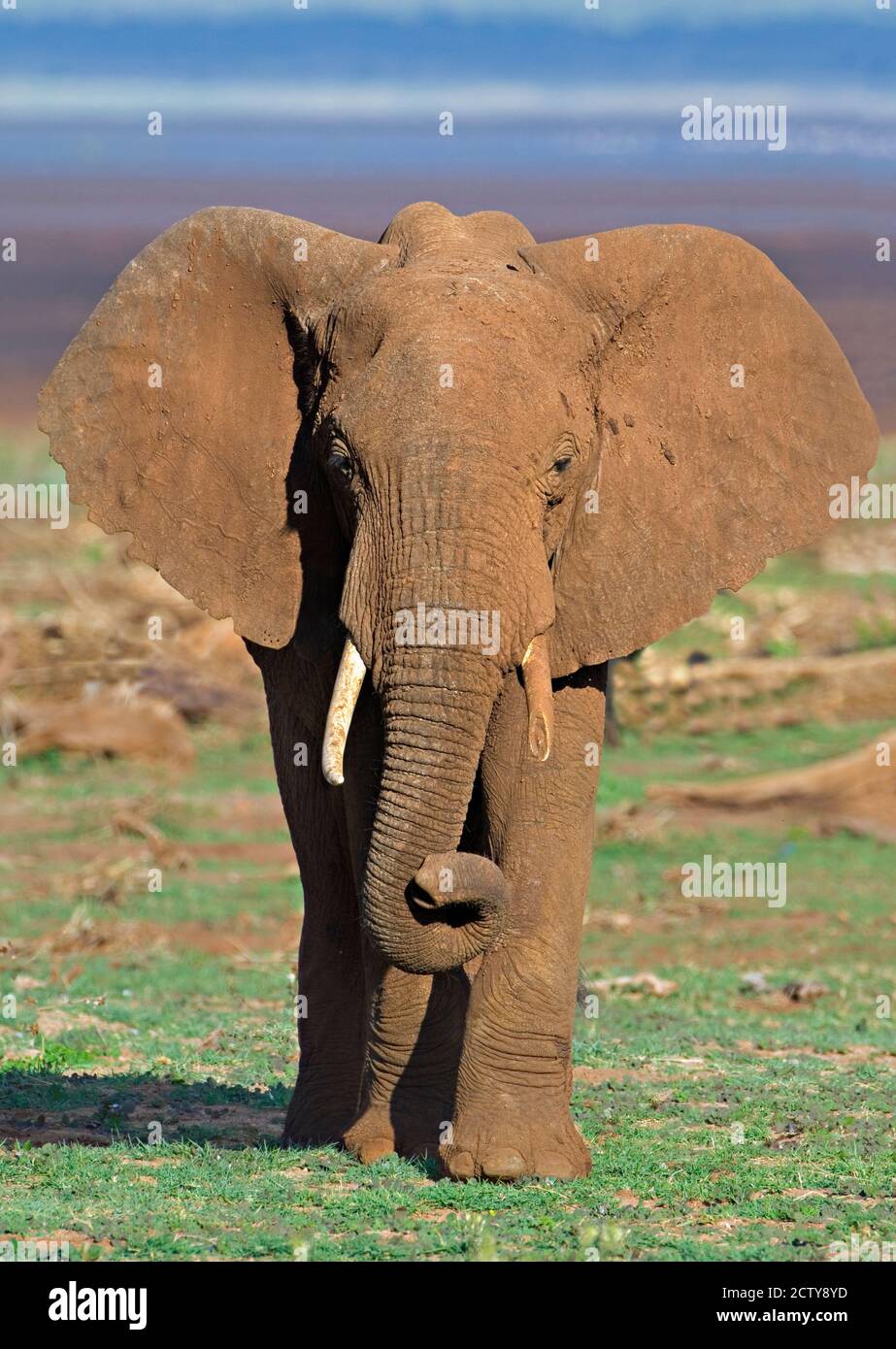 Nahaufnahme eines afrikanischen Elefanten, der auf einem Feld läuft, Lake Manyara, Arusha Region, Tansania (Loxodonta Africana) Stockfoto