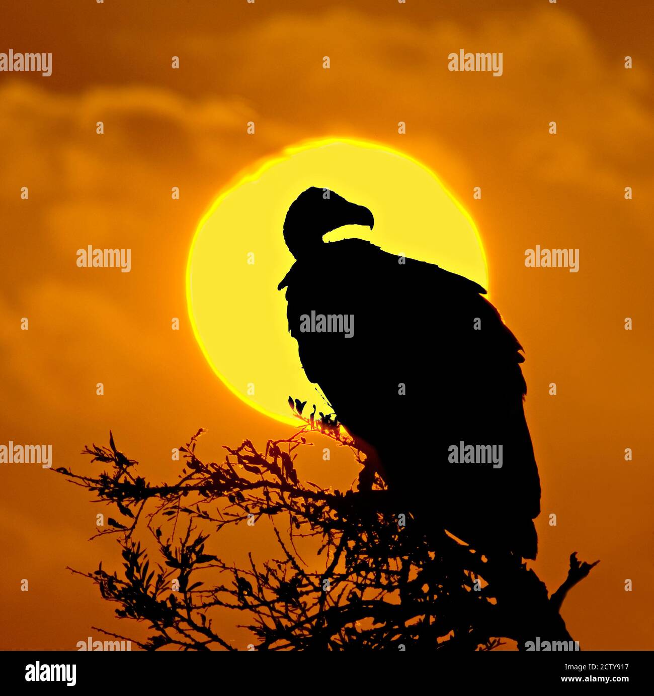 Silhouette eines Geiers, der auf einem Ast, Masai Mara National Reserve, Kenia, barst Stockfoto