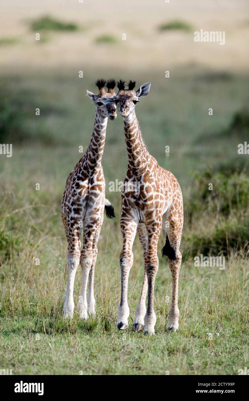 Masai-Giraffen (Giraffa Plancius Tippelskirchi) in einem Wald, Masai Mara National Reserve, Kenia Stockfoto