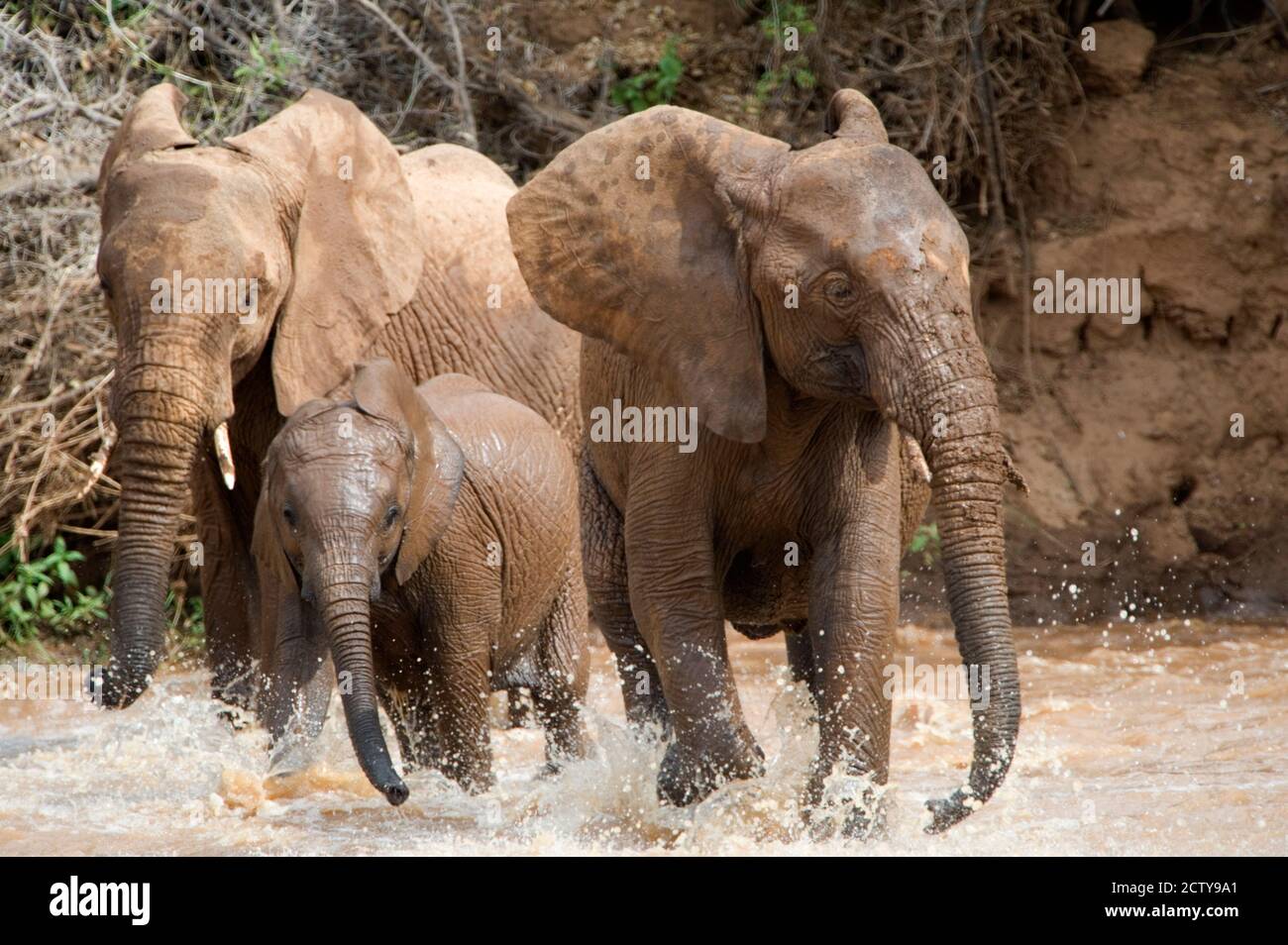 Afrikanische Elefanten (Loxodonta africana) spielen mit Wasser, Samburu Nationalpark, Rift Valley Province, Kenia Stockfoto