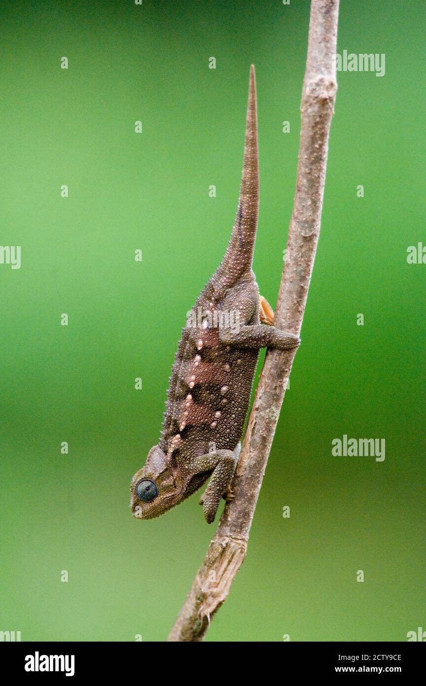 Nahaufnahme eines Zwergchamäleons (Brookesia minima), Kraterhochland, Tansania Stockfoto