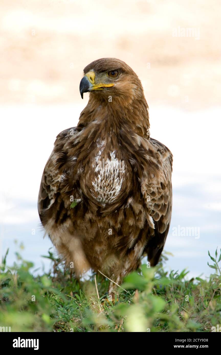 Nahaufnahme eines Tawny Adlers (Aquila rapax), Ndutu, Ngorongoro, Tansania Stockfoto