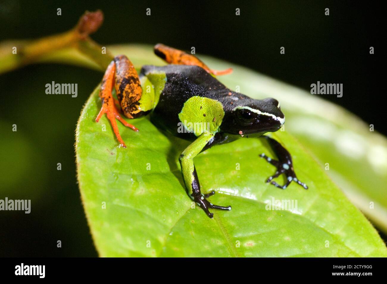 Nahaufnahme eines gemalten Mantella (Mantella madagascarensis) Frosches, Madagaskar Stockfoto