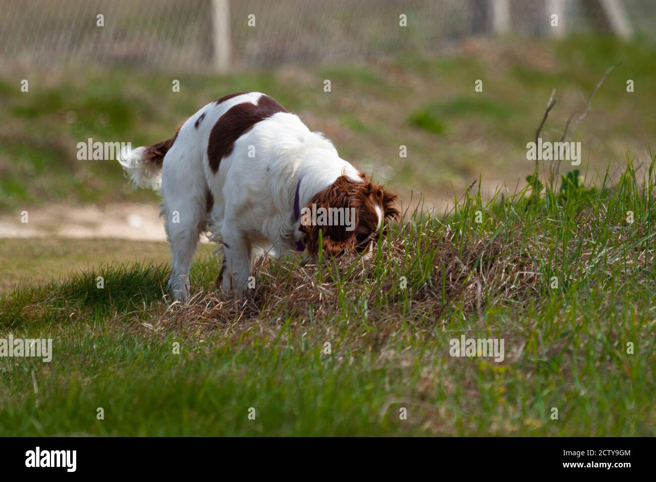 Gefleckter hund im gras Fotos und Bildmaterial in hoher Auflösung Alamy