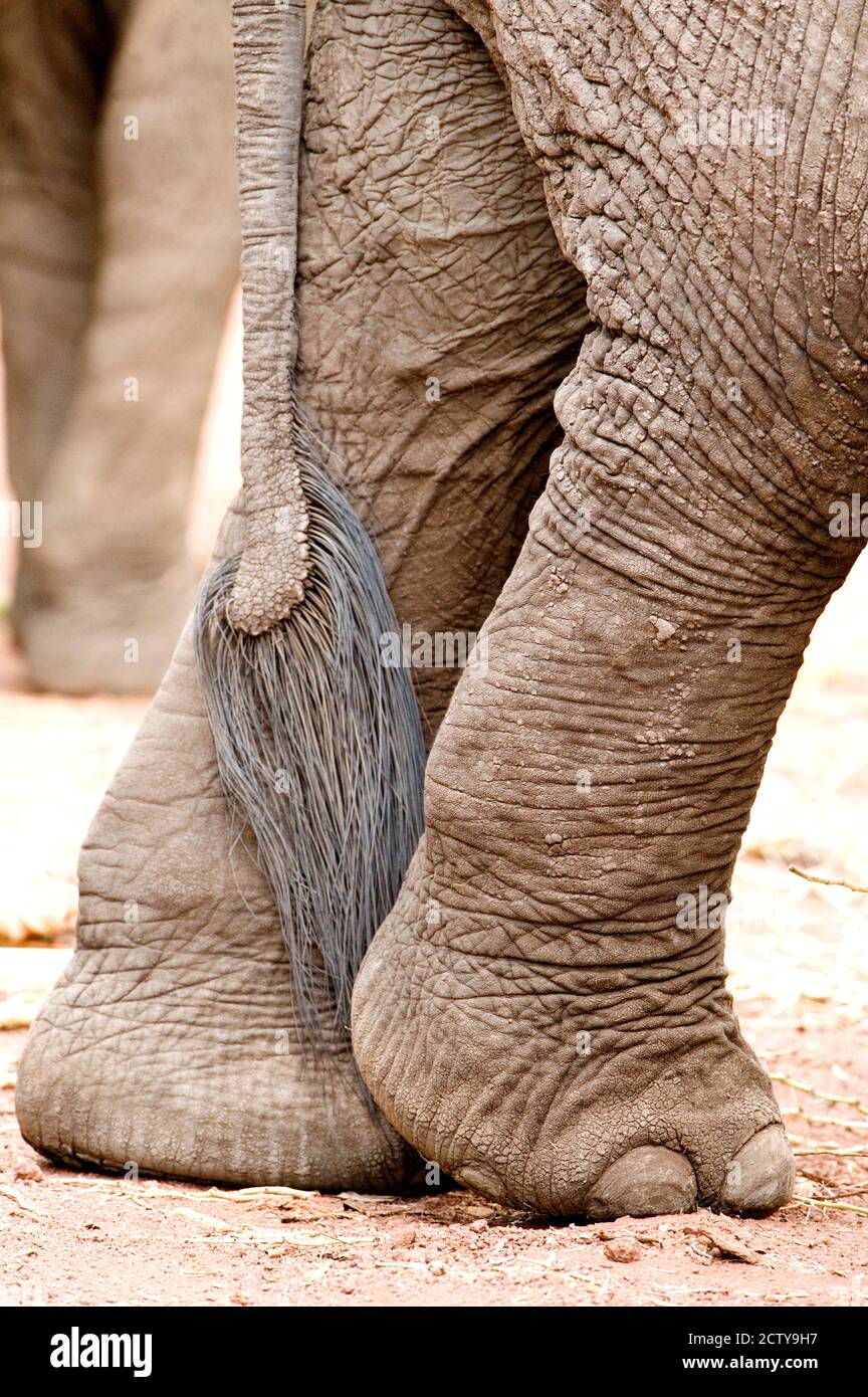 Nahaufnahme von Beinen und Schwanz eines afrikanischen Elefanten (Loxodonta africana), Lake Manyara, Tansania Stockfoto