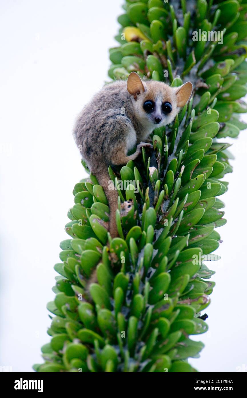 Nahaufnahme eines Grauen Mauslemurs (Microcebus murinus) auf einem Baum, Berenty, Madagaskar Stockfoto