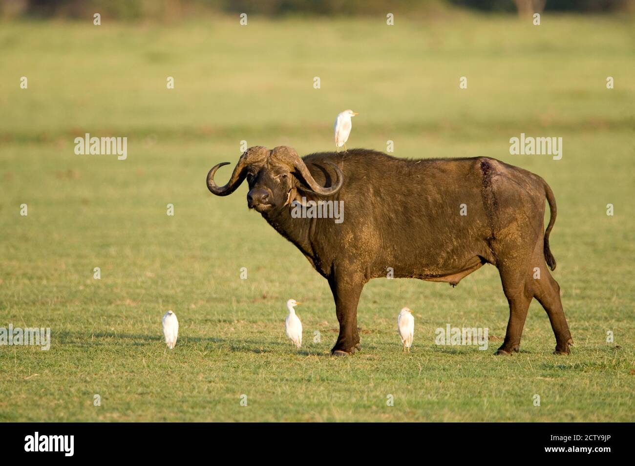 Kap Buffalo (Syncerus Caffer) steht mit Kuhreihern (Bubulcus ibis), Manyara-See, Tansania Stockfoto