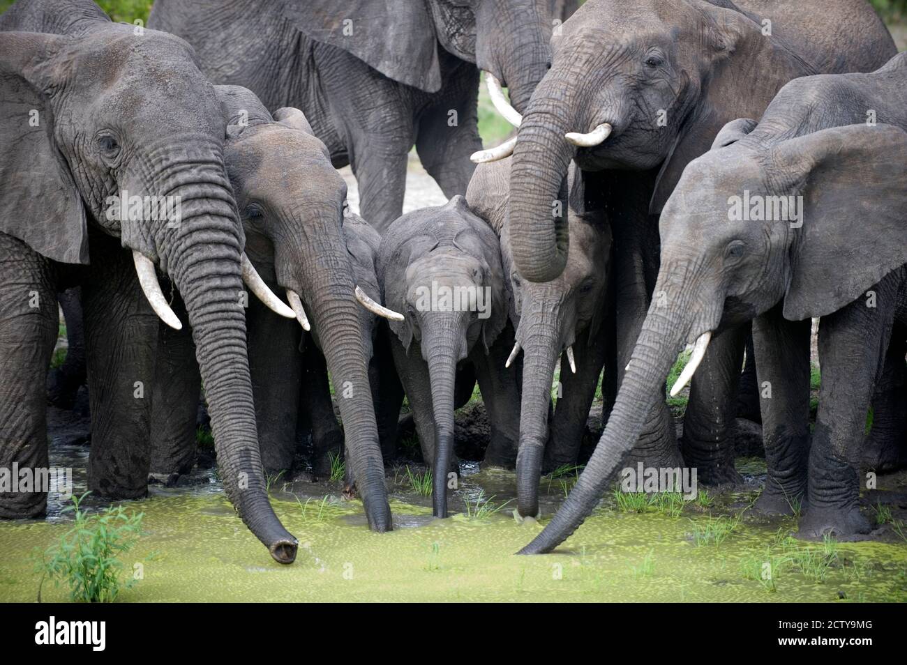 Afrikanische Elefanten (Loxodonta africana) Trinkwasser in einem Teich, Tarangire Nationalpark, Tansania Stockfoto