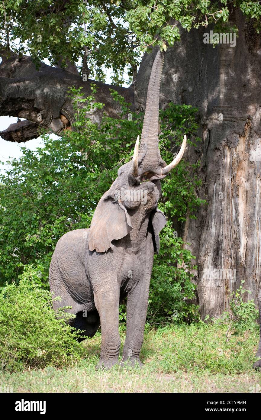 Afrikanischer Elefant (Loxodonta africana), der nach Baobab (Adansonia digitata)-Baumblättern greift, Tarangire-Nationalpark, Tansania Stockfoto