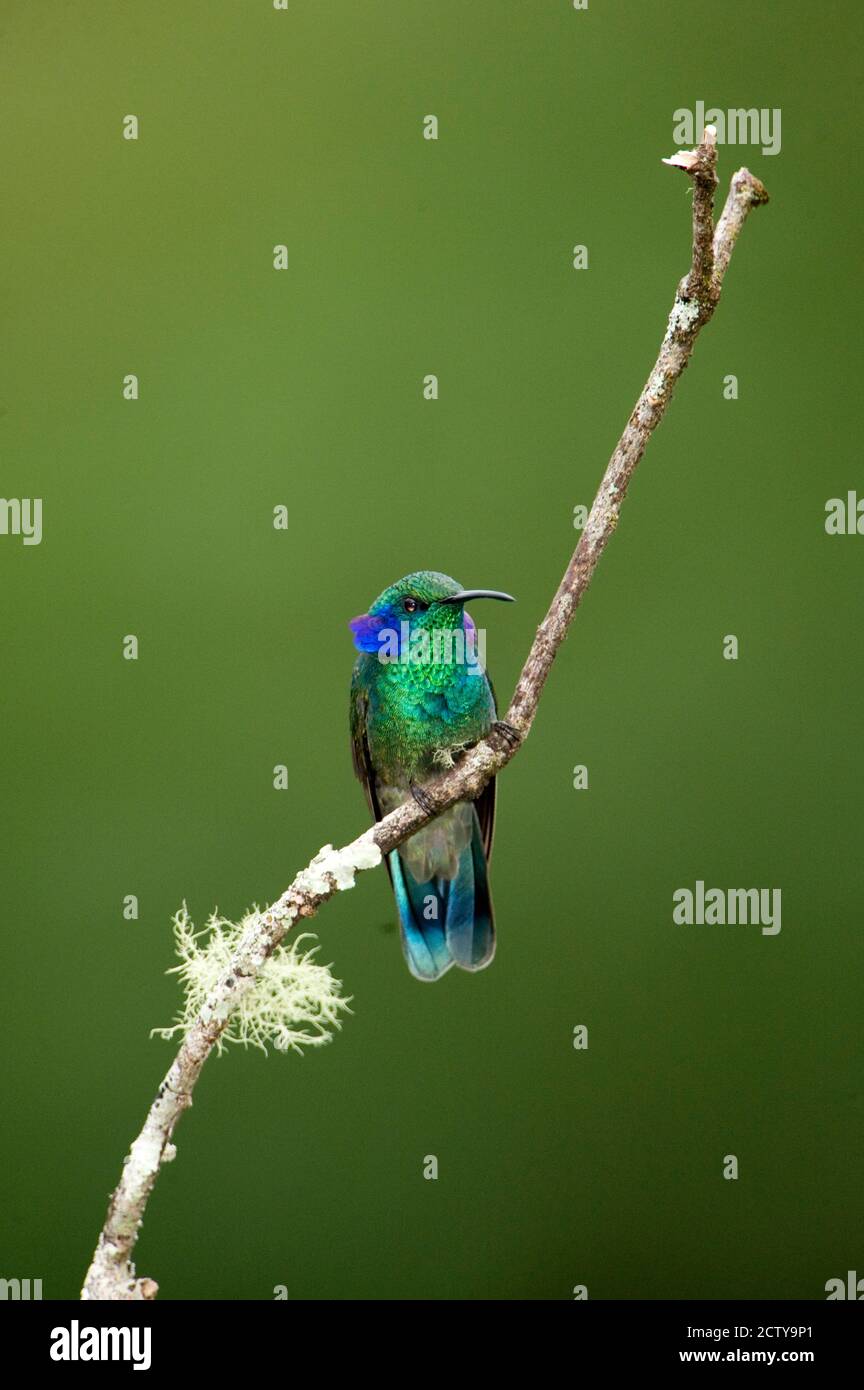 Nahaufnahme eines Kolibris (Colibri thalassinus), Savegre, Costa Rica Stockfoto