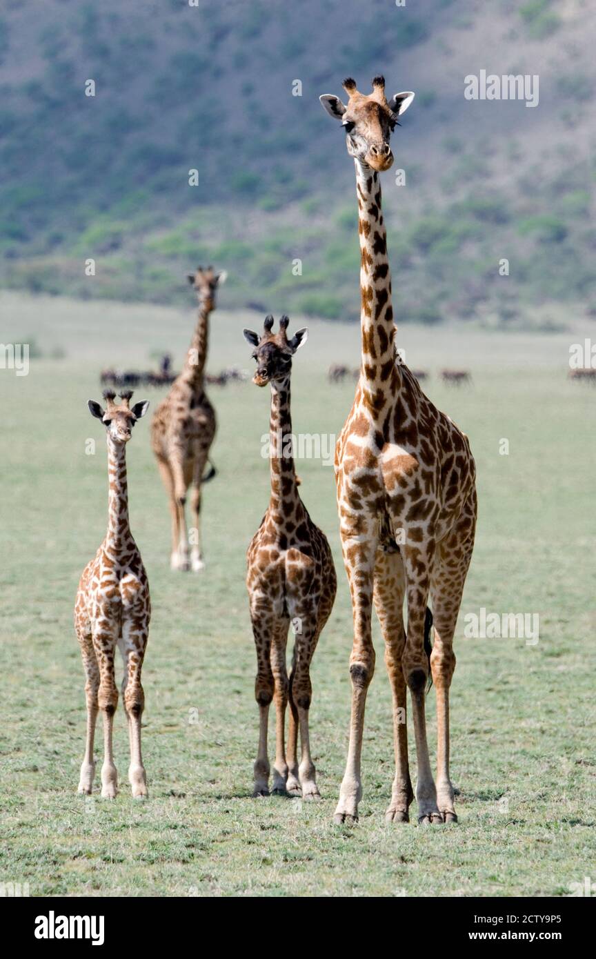Giraffen (Giraffa camelopardalis) in einem Wald stehend, See Manyara, Tansania Stockfoto