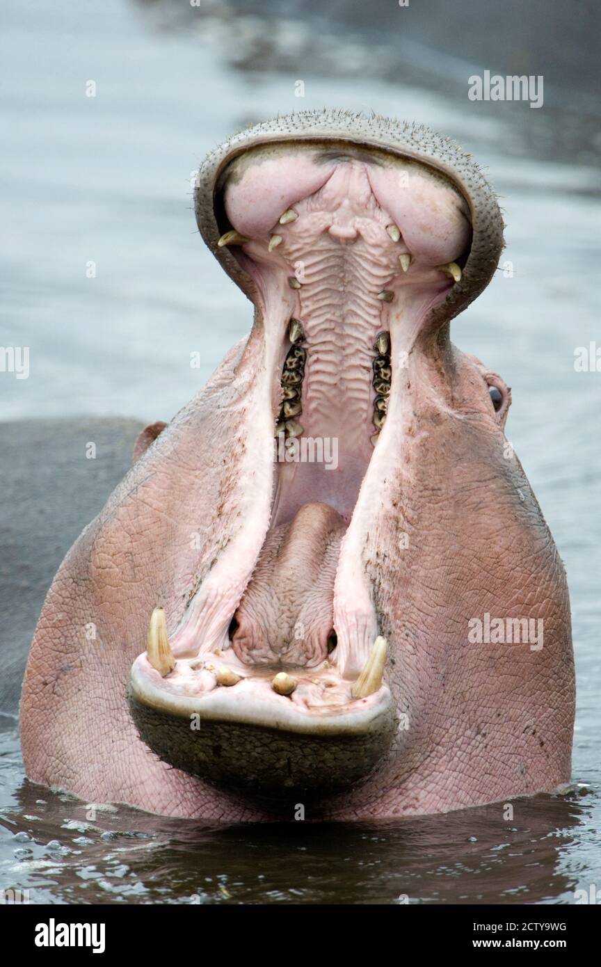 Nahaufnahme eines Hippopotamus (Hippopotamus amphibius), der in einem See, Lake Manyara, Tansania, gähnt Stockfoto