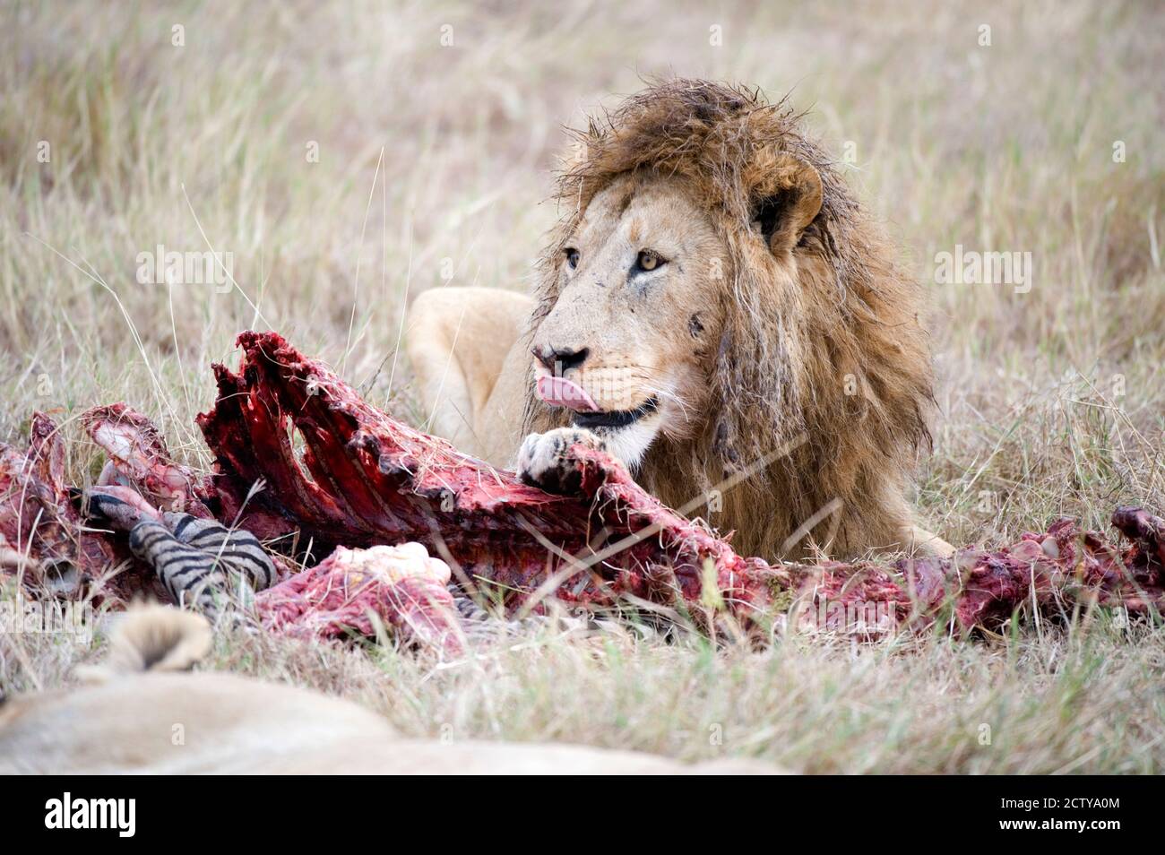 Löwe (Panthera leo), der ein Zebra isst, Ngorongoro Krater, Ngorongoro, Tansania Stockfoto