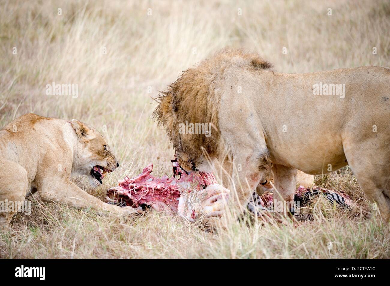 Löwe und eine Löwin (Panthera leo) essen ein Zebra, Ngorongoro Krater, Ngorongoro, Tansania Stockfoto