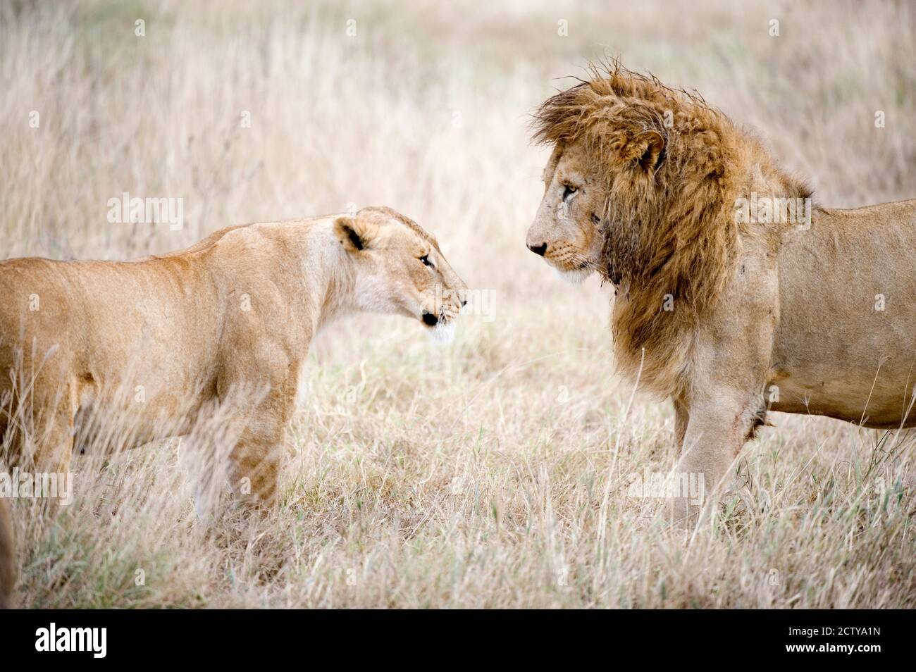 Löwe und eine Löwin (Panthera leo) stehen von Angesicht zu Angesicht in einem Wald, Ngorongoro Krater, Ngorongoro, Tansania Stockfoto