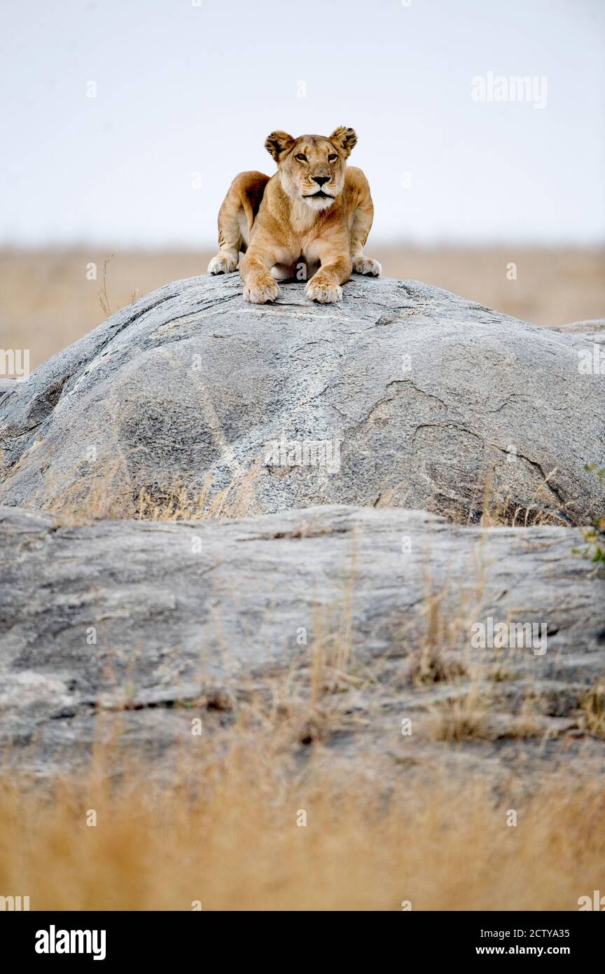 Löwin (Panthera leo) auf einem Felsen sitzend, Serengeti, Tansania Stockfoto