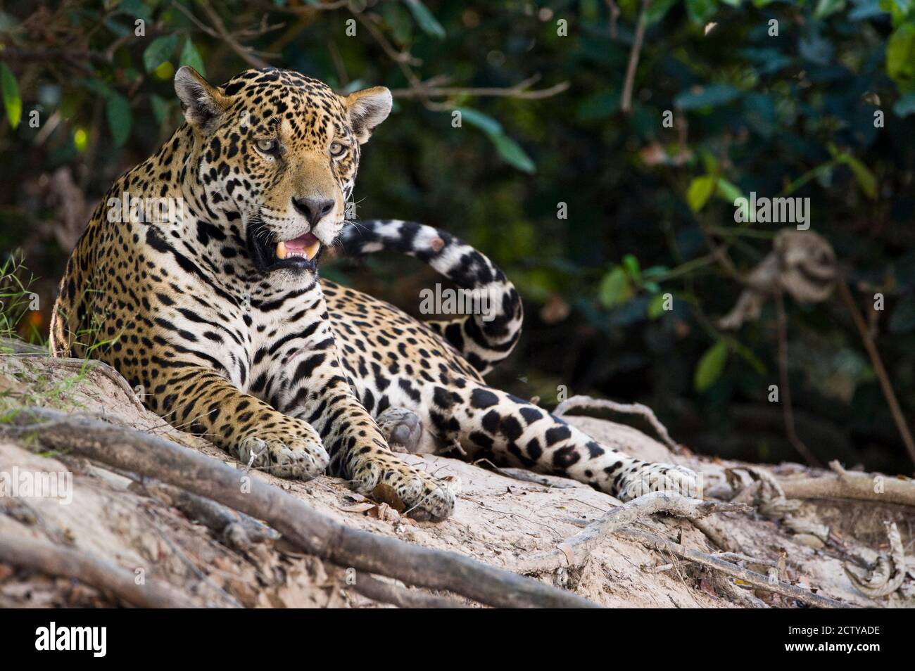 Jaguar (Panthera onca) snarling, Three Brothers River, Treffen des Waters State Park, Pantanal Wetlands, Brasilien Stockfoto