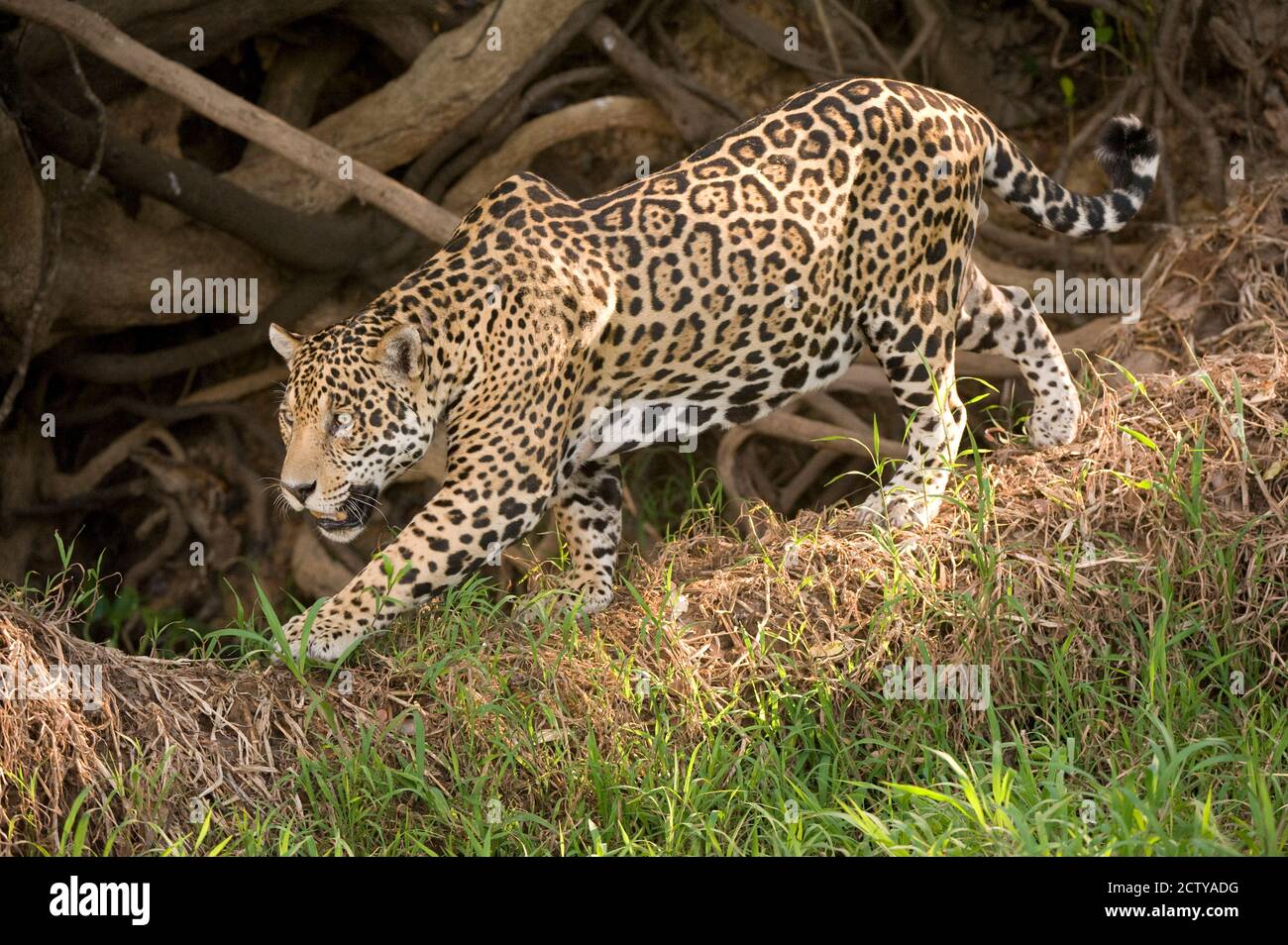 Jaguar (Panthera onca) im Wald suchen, Fluss der drei Brüder, Treffen des Waters State Park, Pantanal Wetlands, Brasilien Stockfoto