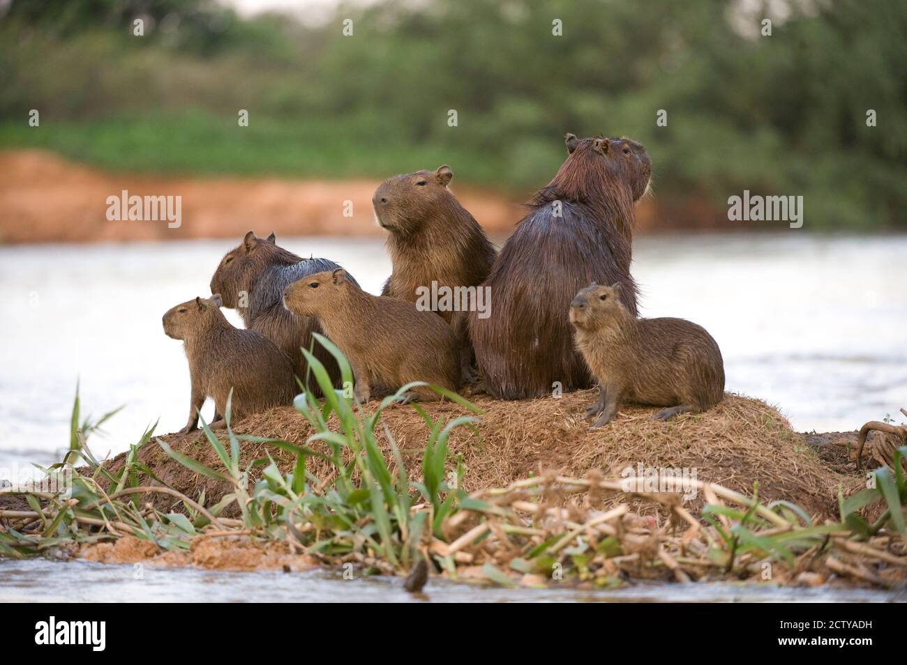 Capybara (Hydrochoerus hydrochaeris) Familie auf einem Felsen, Three Brothers River, Treffen des Waters State Park, Pantanal Wetlands, Brasilien Stockfoto