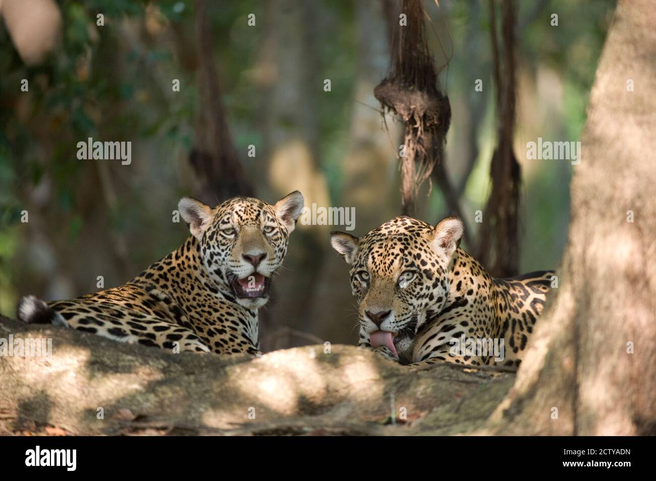 Jaguare (Panthera onca) in einem Wald, Three Brothers River, Meeting of the Waters State Park, Pantanal Wetlands, Brasilien Stockfoto