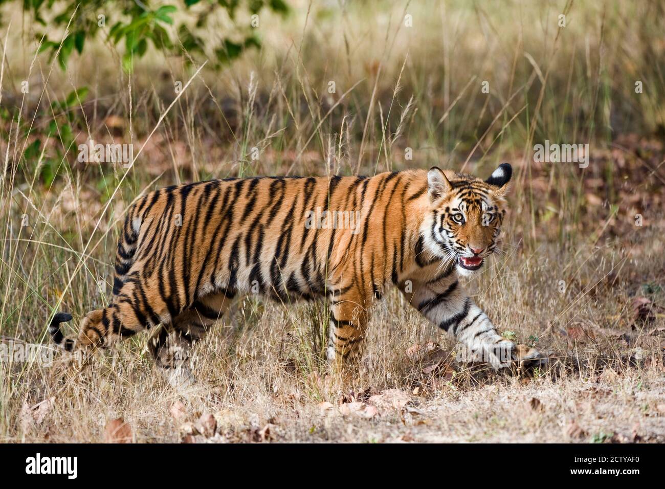 Bengal Tiger (Panthera tigris tigris) Junge in einem Wald, Bandhavgarh National Park, Umaria District, Madhya Pradesh, Indien Stockfoto